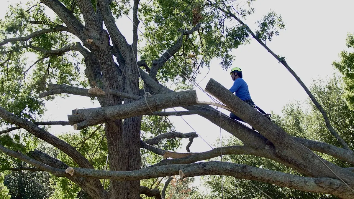 Professional Crown Thinning performed by certified arborists in Mingo